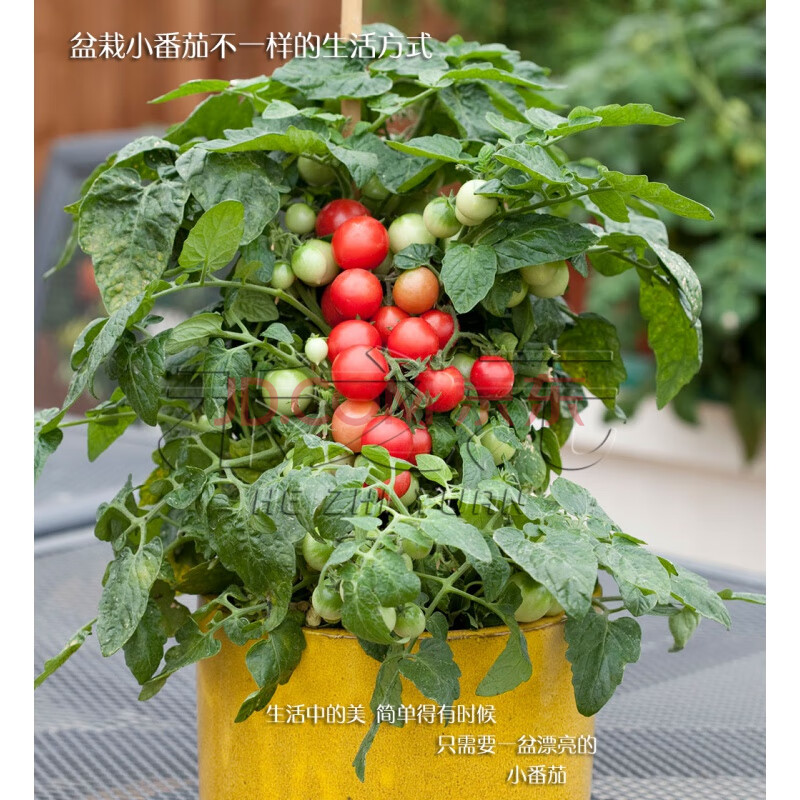 千禧苗秧矮生番茄种子盆栽苗四季蔬菜籽红樱桃小西红柿圣女果阳台