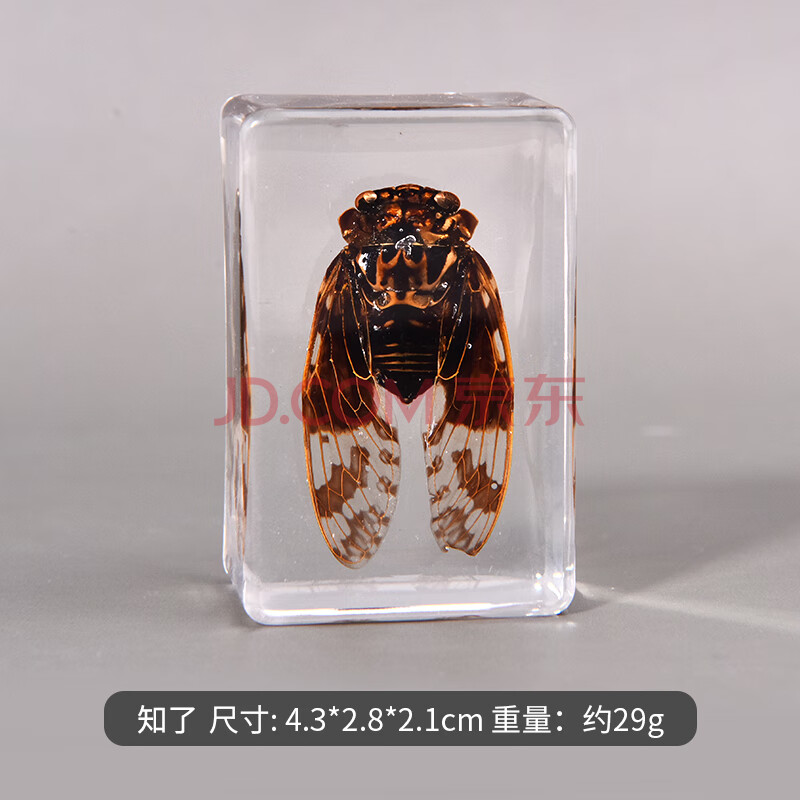 昆虫标本幼儿教学科普动物认知透明树脂幼教手工制作教具礼品 知了
