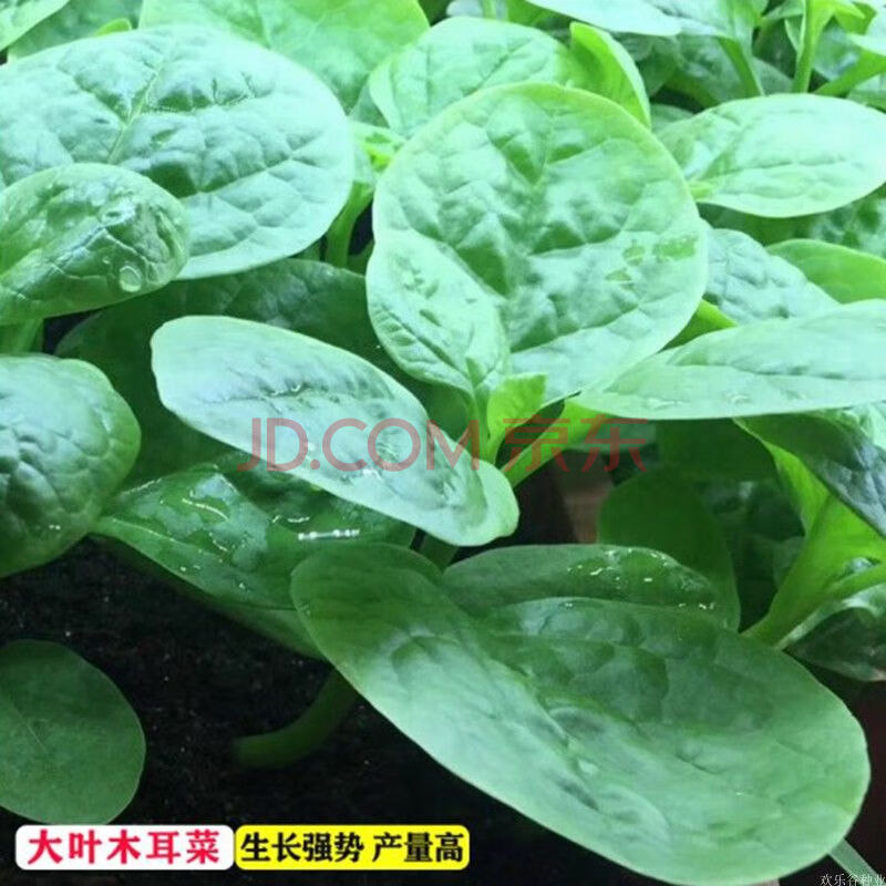 播阳台农家庭院盆栽生菜菠菜芹菜鸡毛菜小葱香菜种子 大叶木耳菜110粒