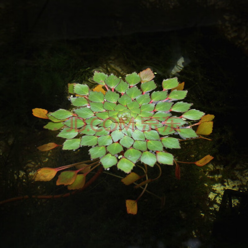 [京选推荐]鱼缸浮萍水草活体水生植物浮性除no3净化水质微景观水族箱