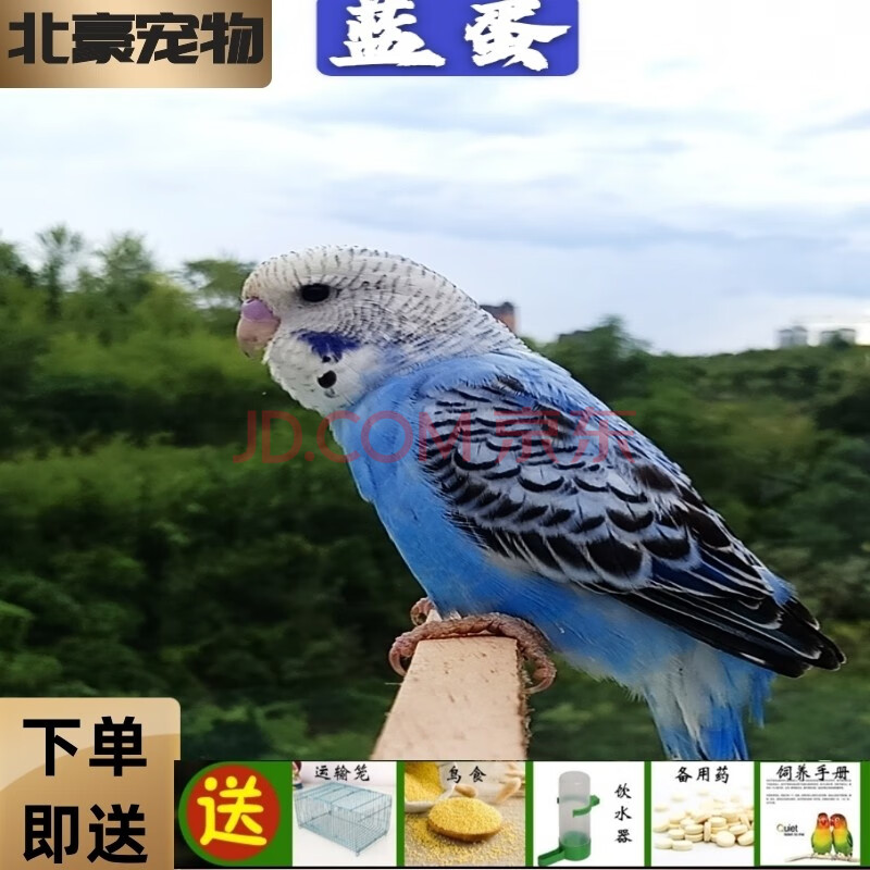 特色虎皮鹦鹉活物虎皮鹦鹉活体说话鸟学舌鸟特色大头虎皮鹦鹉牡丹鹦鹉