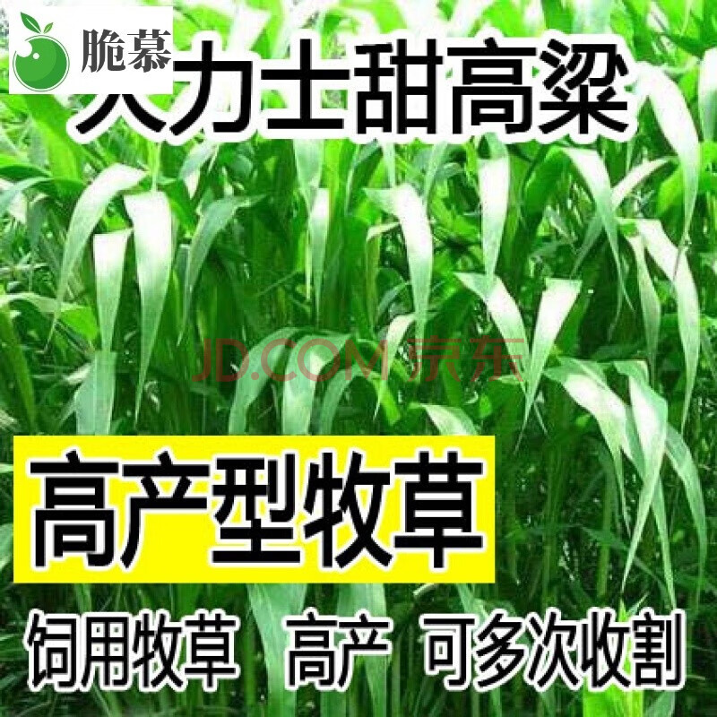 牧草种子南北方型大力士甜高粱饲用甜高粱牛羊鱼草籽