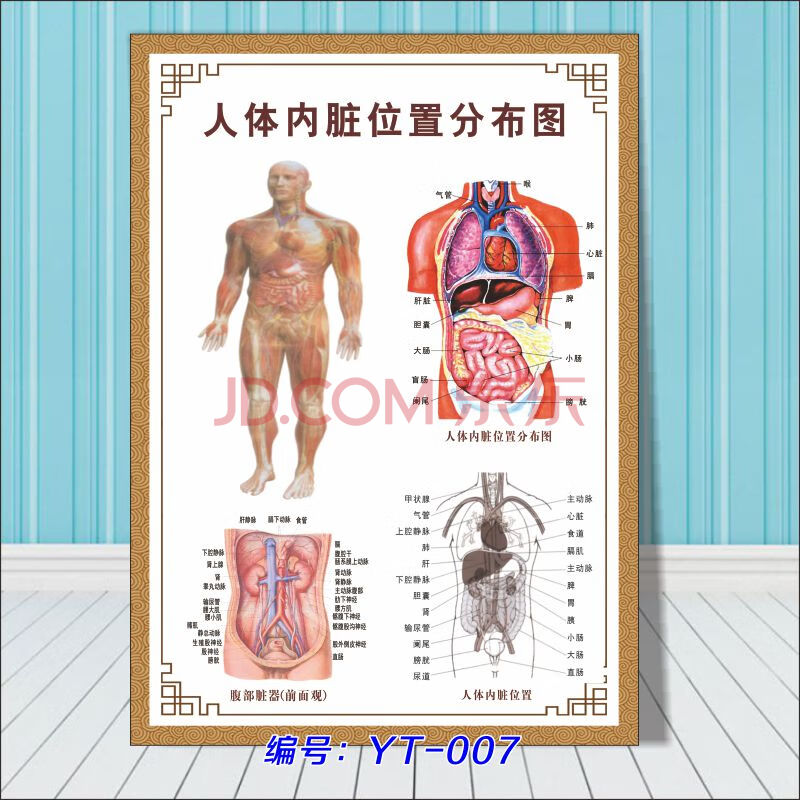 人体器官结构挂图人体内脏解剖示意图医学宣传挂图人体器官心脏结构图