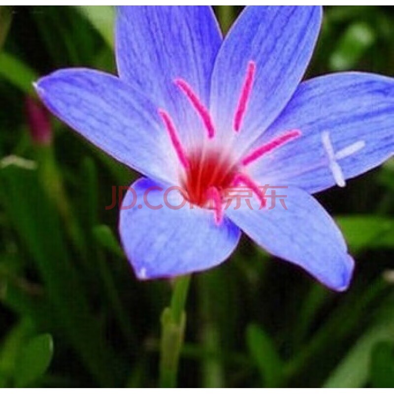 重瓣植物四季盆栽球根花卉植物韭菜莲风雨兰花苗葱兰种球f3 蔚蓝色 8