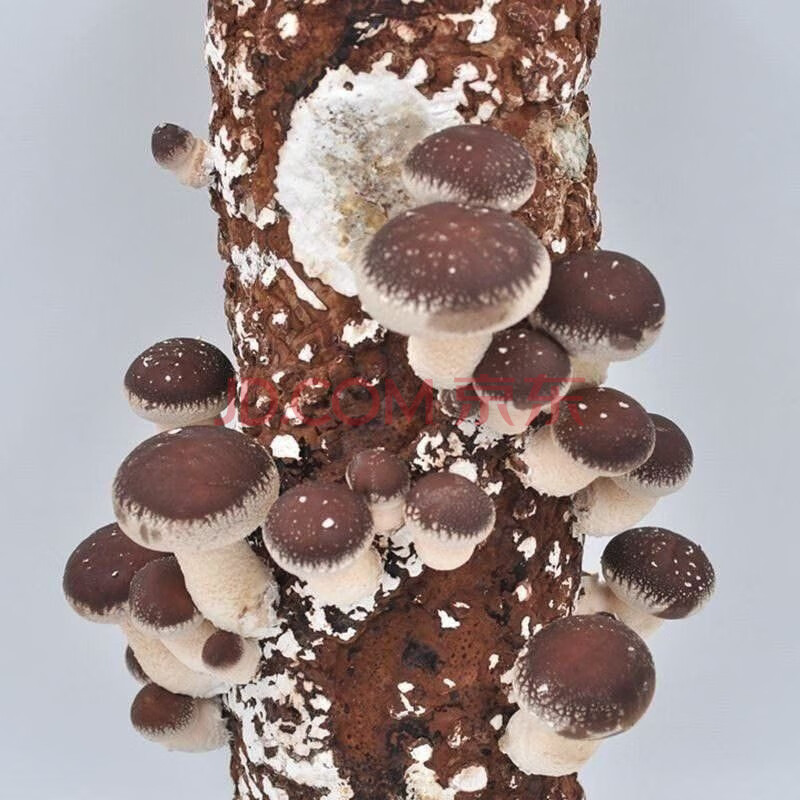 蘑菇菌种家养家庭菌包室内种植平菇四季蘑菇人工美观菌包家养食用养殖