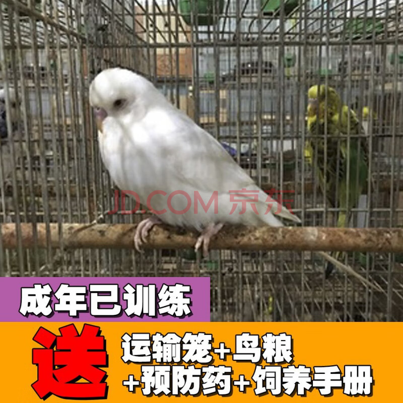 萌萌哒大头虎皮鹦鹉宠物活鸟已训练会说话成年非幼鸟特色虎皮送鸟粮