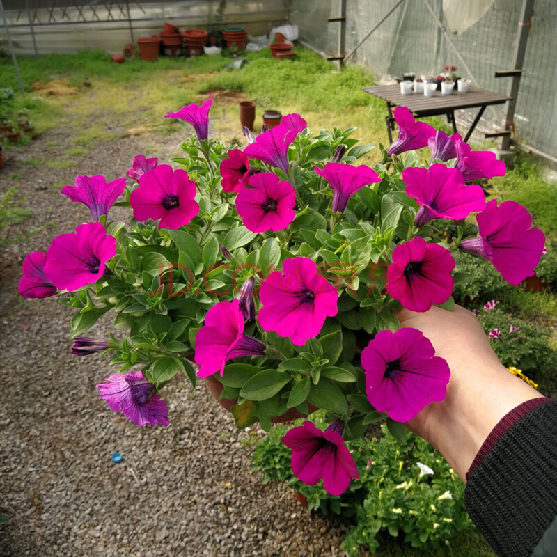 矮牵牛花苗盆栽植物阳台庭院花卉垂吊牵牛花百万小玲舞春花盆栽 牵牛
