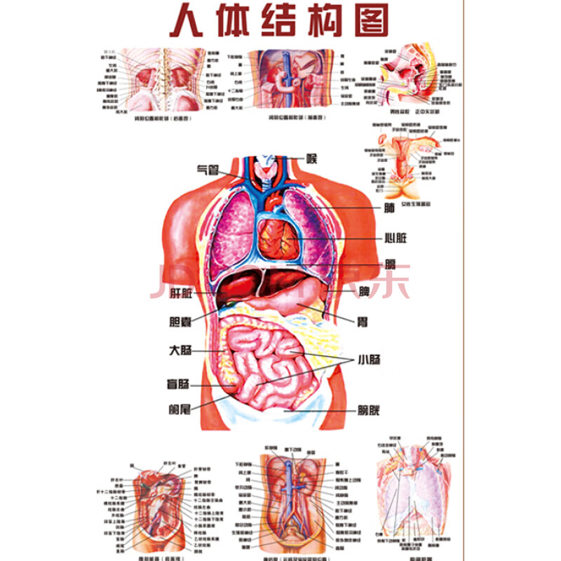 人体肌肉图解器官内脏结构图人体经络穴位图大人体图.