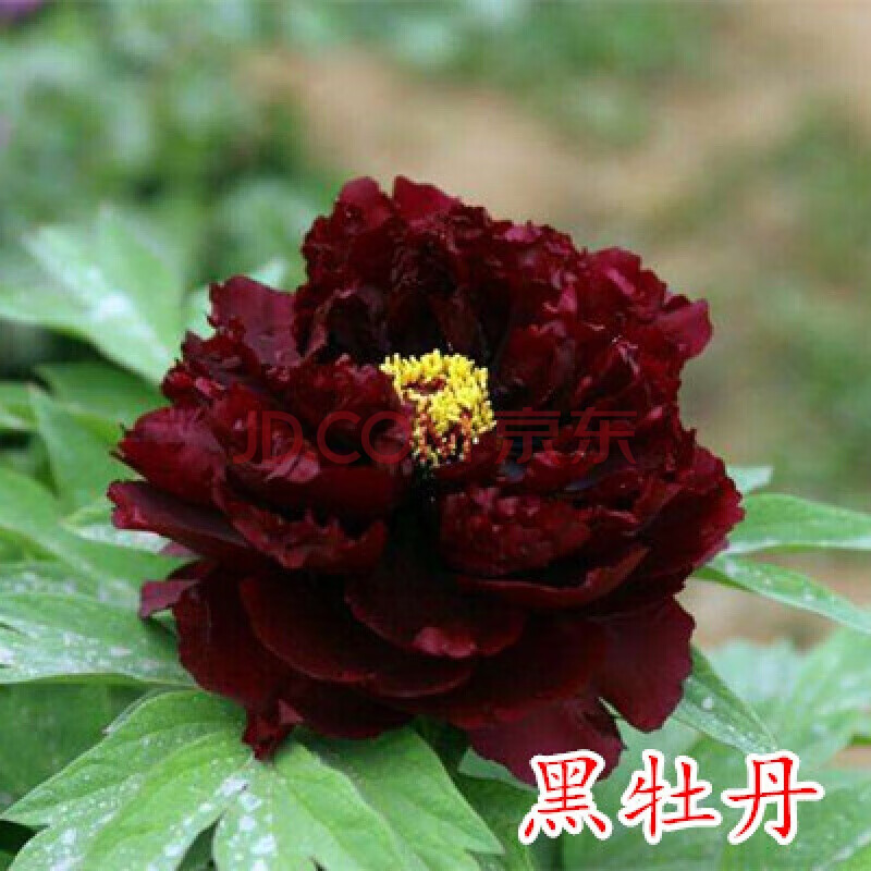 黑牡丹花 黑牡丹洛阳牡丹花苗盆栽盆景阳台庭院花卉绿