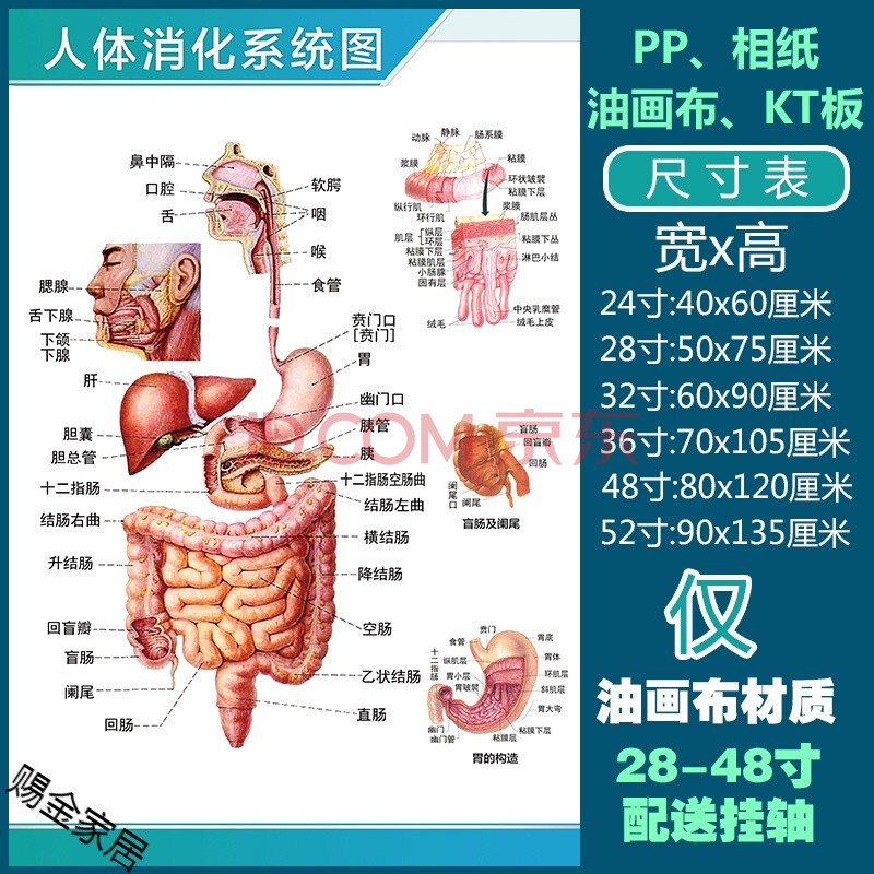 学骨骼结构图神经肌肉五脏六腑淋巴示意解刨器官挂图 人体消化系统图