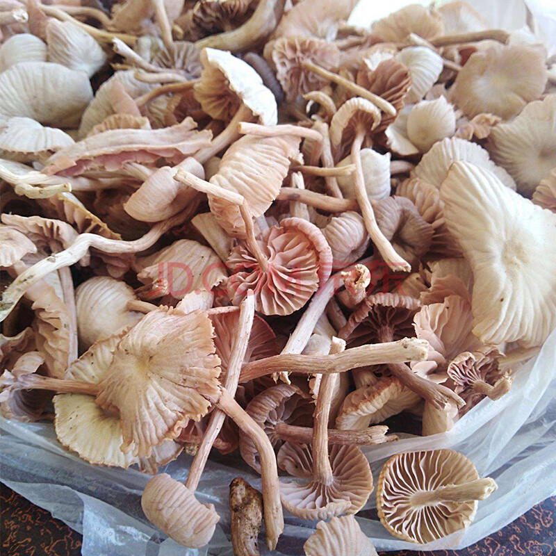 5折云南菌新鲜蔬菜菌菇皮条菌钉子菌皮挑菌500克装