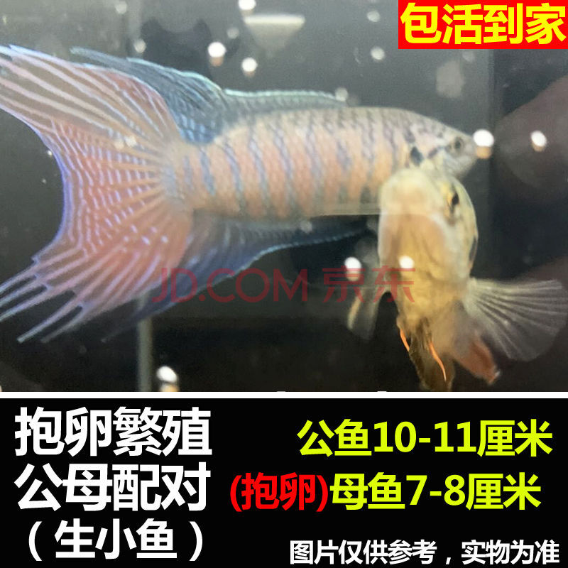 中国斗鱼普叉观赏鱼活体叉尾抱卵繁殖配对冷水鱼耐养斗鱼活鱼 繁殖公