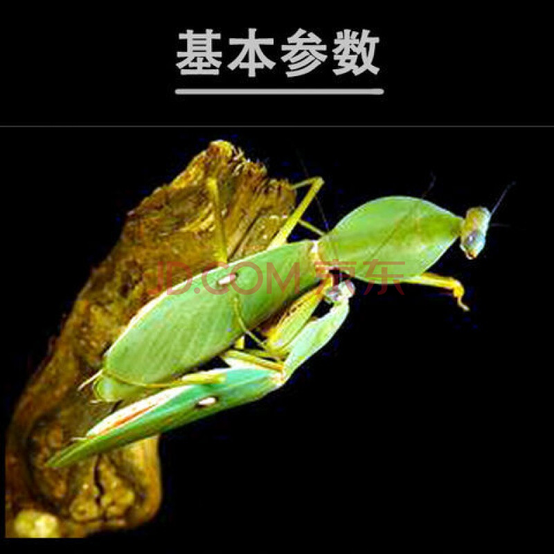 【店铺推荐】现货马来西亚巨人盾螳基菱背螳宠物螳螂活体昆虫活体宠物