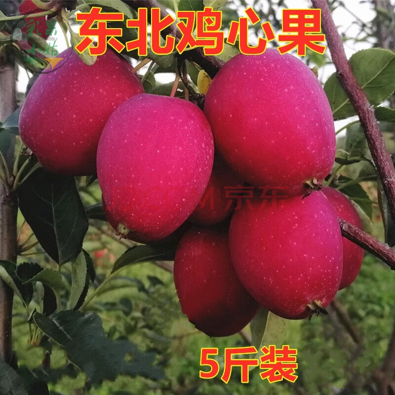 东北鸡心果吉林特产锦绣海棠果农家自产新鲜现摘糖心脆甜5斤