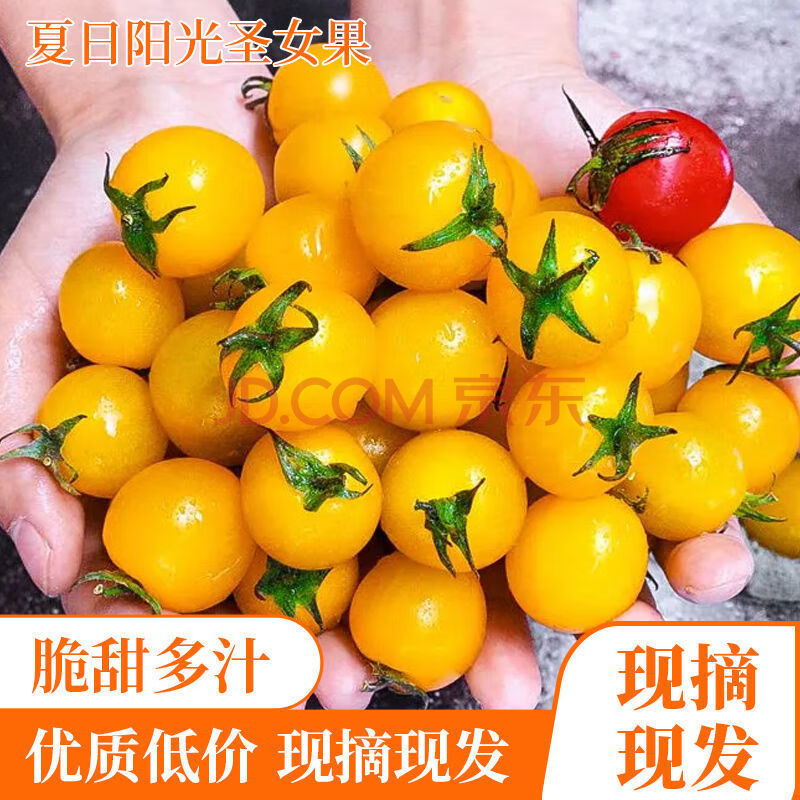 黄色圣女果应季现摘新鲜水果3/5斤 樱桃小番茄西红柿蔬菜 夏日阳光黄