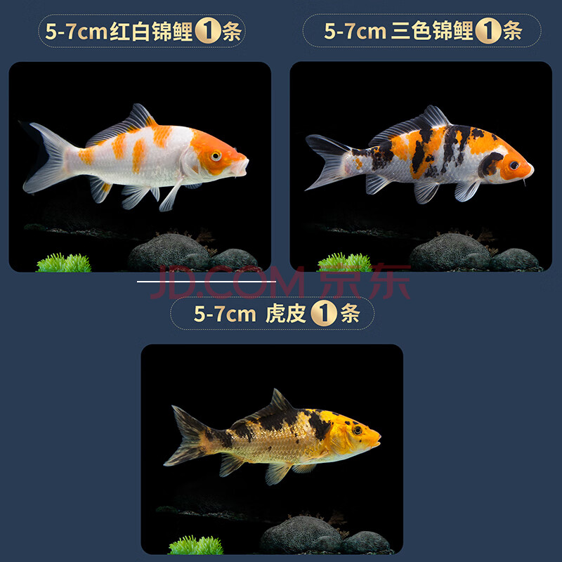金鱼小型淡水好养红鲤鱼纯种小锦鲤鱼苗 5-7cm红白1条三色1条虎皮1条
