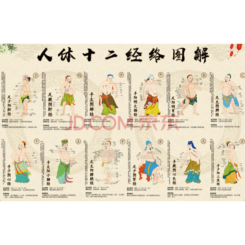 人体肌肉图解器官内脏结构图人体经络穴位图大人体骨骼图全身内脏结构
