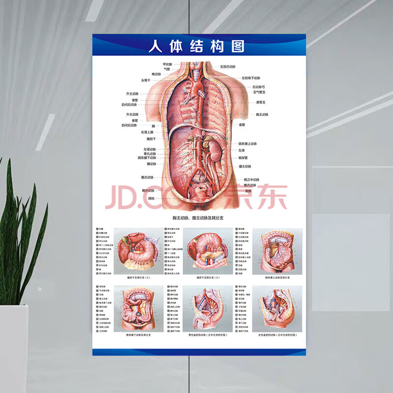 人体内脏解剖示意图医学宣传挂图器官心脏结构挂图画医院海报 skids
