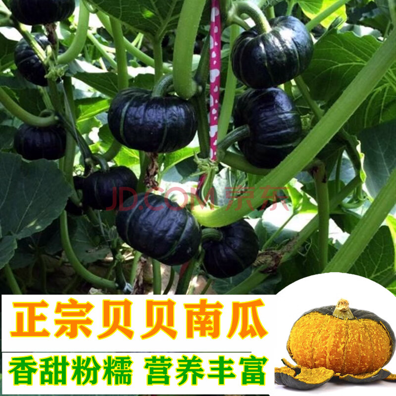 正宗迷你贝贝南瓜种子籽高产四季日本进口香甜绿板栗奶油南瓜种孑
