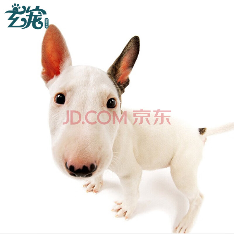 【30天质保】牛头梗幼犬活体纯种宠物狗狗牛头梗活体幼崽 血统级 公
