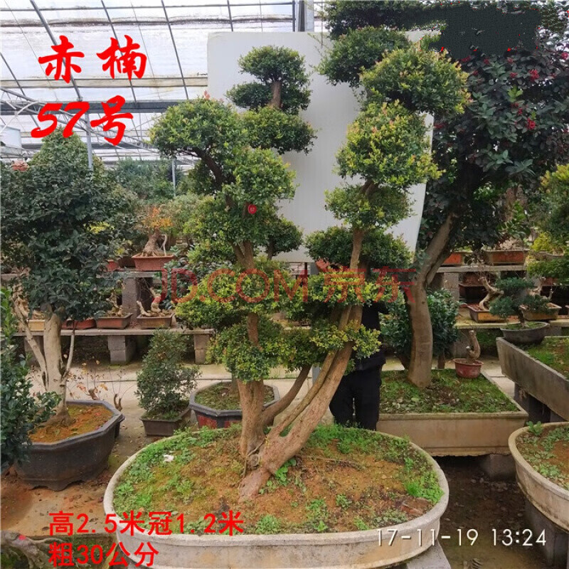 实拍小叶赤楠盆景树桩小叶红芽赤楠盆景庭院盆景四季常青 驼色 大树形