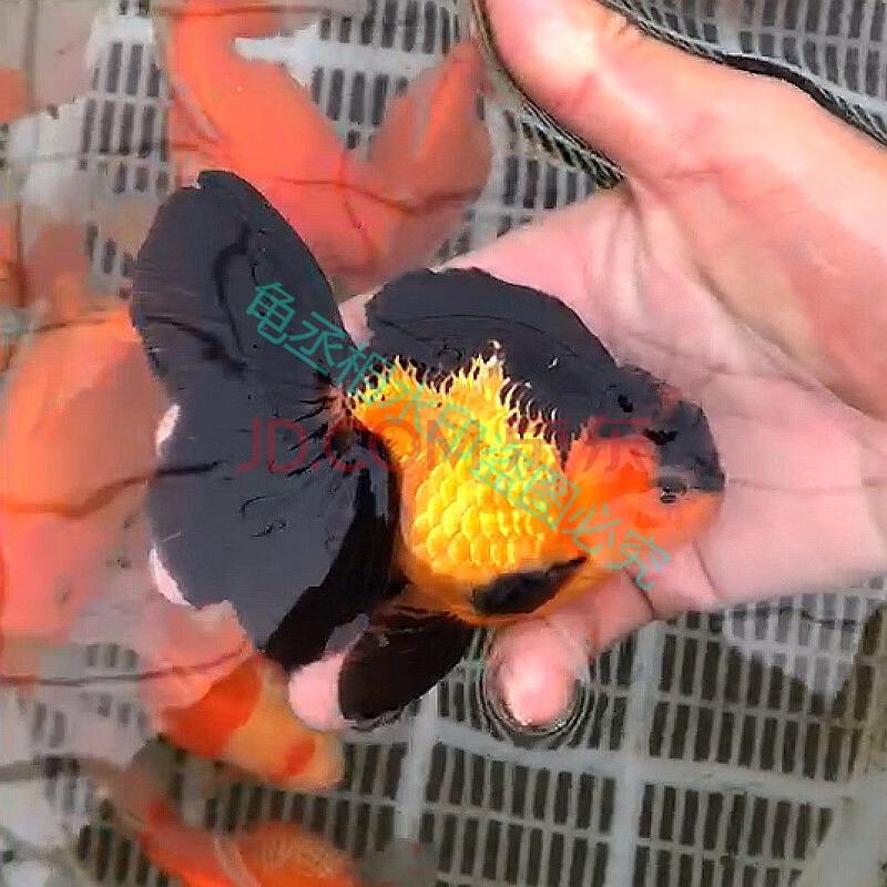 精品泰狮f1百褶裙进口金鱼活体观赏鱼宠物淡水冷水原泰 精选6--8cm包