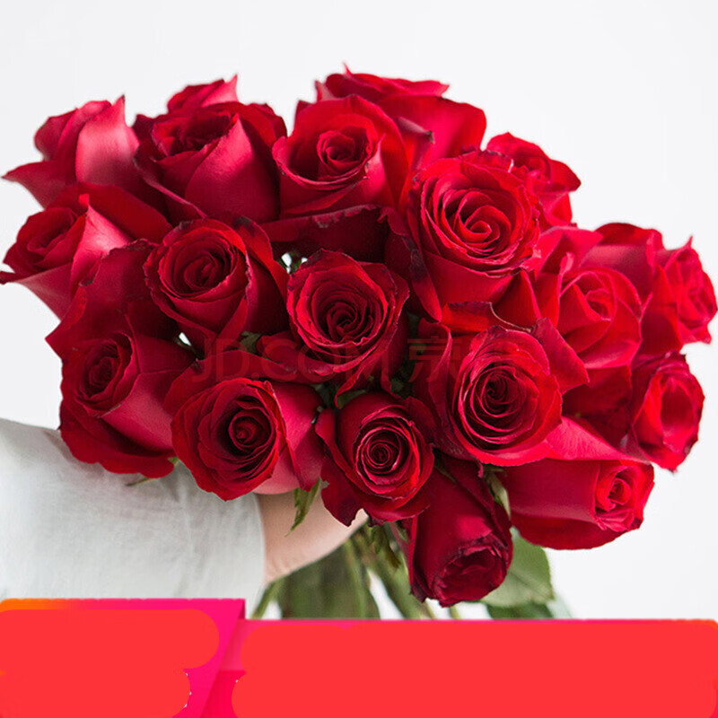 红玫瑰花苗带花苞花卉观花绿植物阳台盆栽大花浓香月季切花罗德斯经典