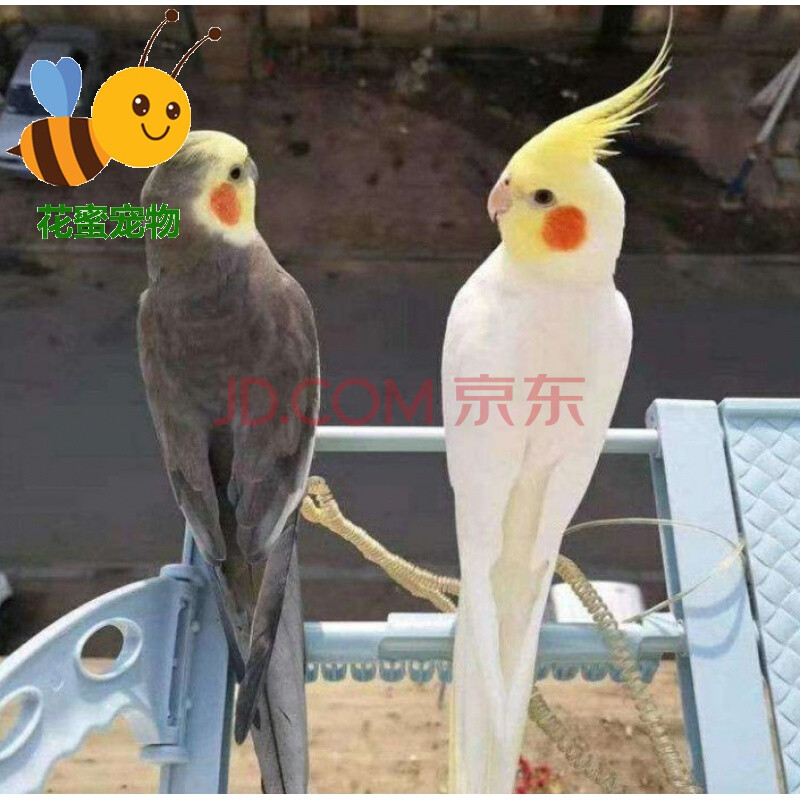 玄凤鹦鹉活体学说话中型手养黄化玄凤鹦鹉一对可繁殖鹦鹉活鸟活物