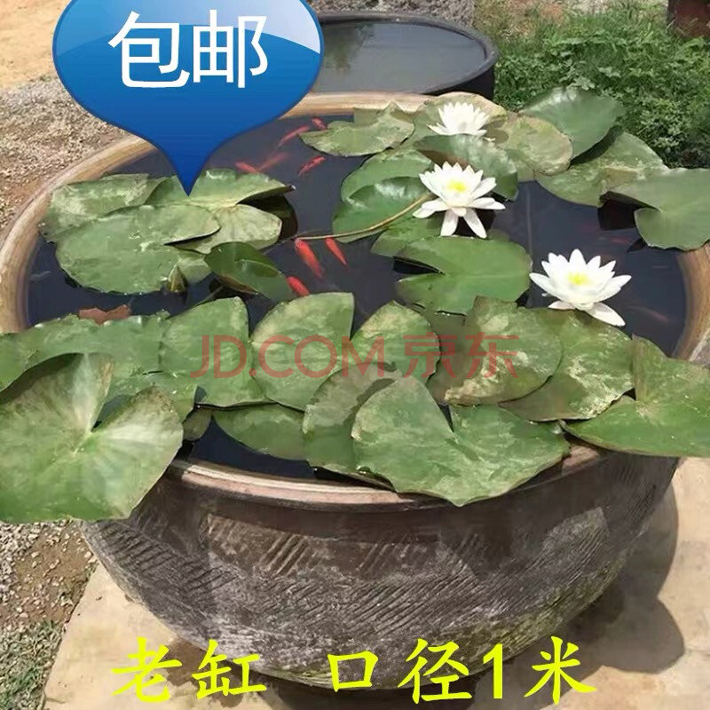 土陶花盆土陶黑陶鱼缸纯手工养金鱼养荷花养睡莲种花粗陶储水陶罐