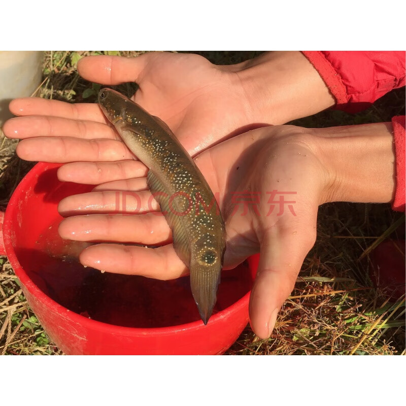 萌萌哒七星鱼雷龙淡水冷水鱼观赏鱼原生鱼月鳢凶猛鱼人气七星鱼1216