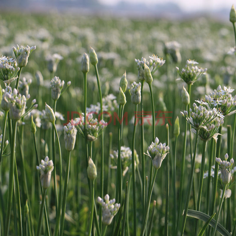 y韭菜花新鲜韭菜花蔬菜批发韭菜火锅食材新鲜蔬菜现摘韭菜花韭花酱 2