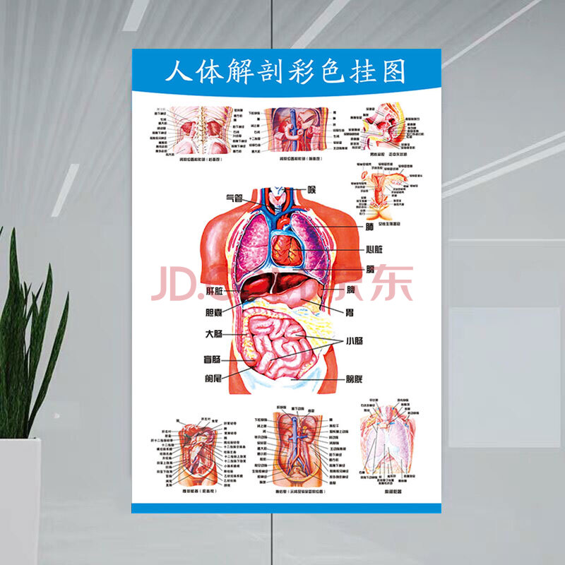 图医学宣传挂图器官心脏结构挂图画医院海报 skids 人体解剖彩色挂图