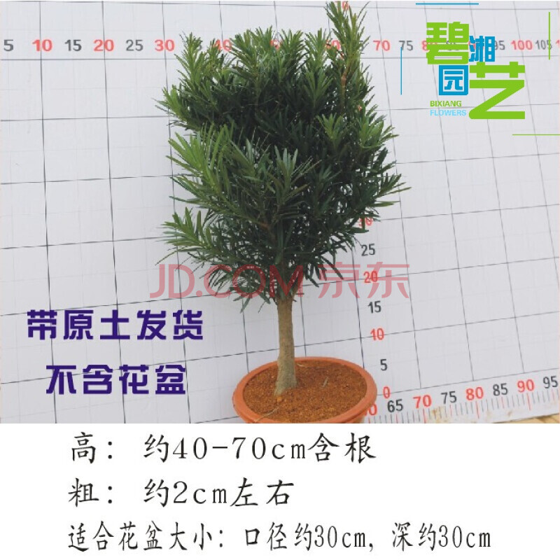 珍珠/米叶罗汉松罗汉松树苗红芽罗汉松苗雀舌/印度贵妃罗汉松小苗 米