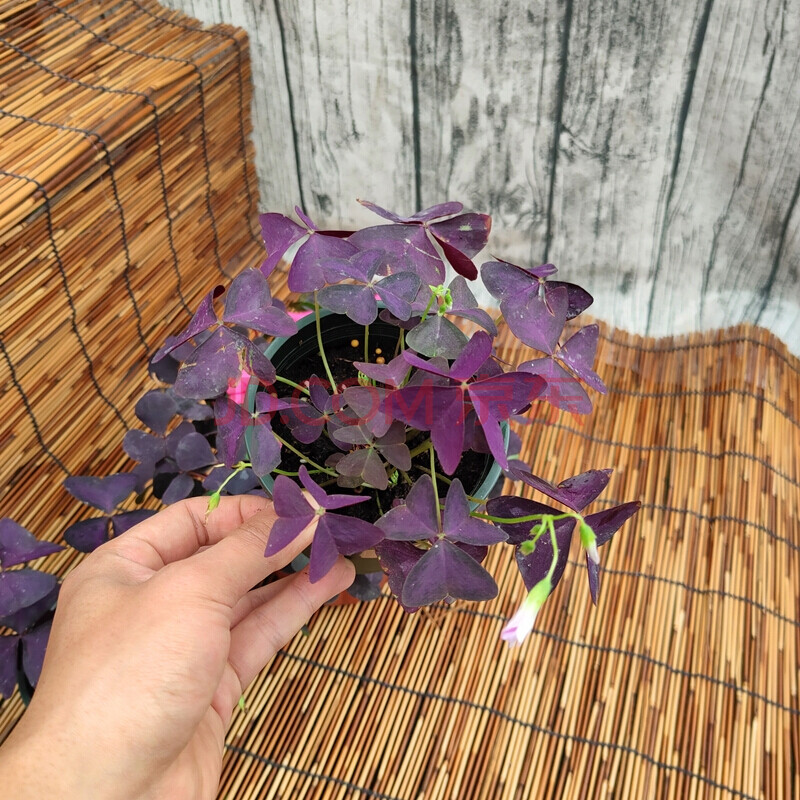 彩叶三叶草花苗幸运草盆栽耐寒植物 庭院地被花镜植物绿植带花 紫叶酢