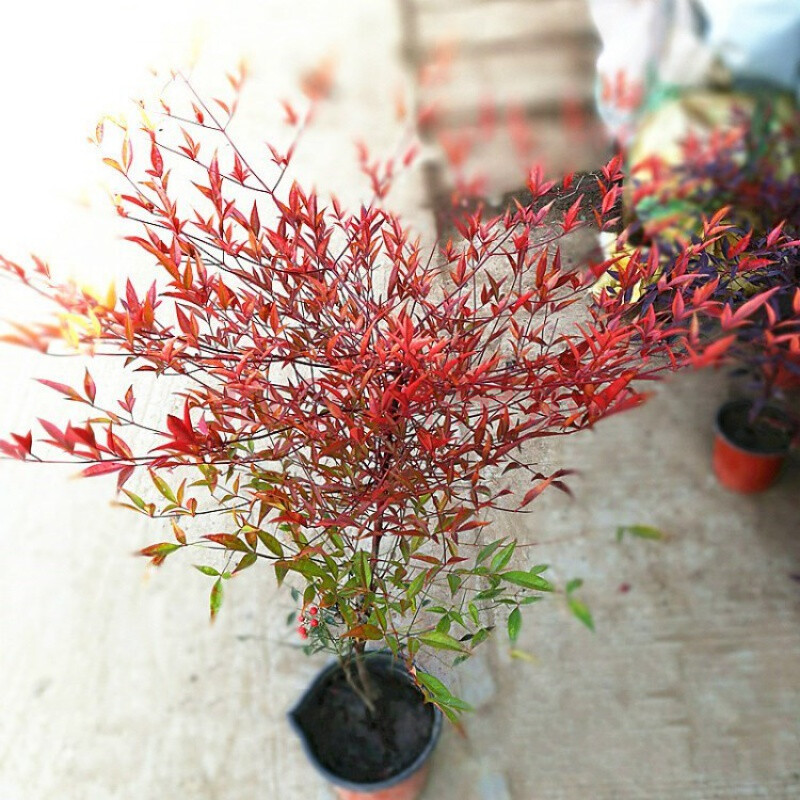红叶南天竹 庭院观赏植物 红叶植物 南天竹苗 盆栽竹子苗红天竹苗