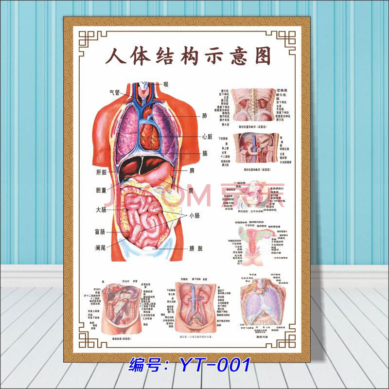 人体器官结构挂图人体内脏解剖示意图医学宣传挂图人体器官心脏结构图