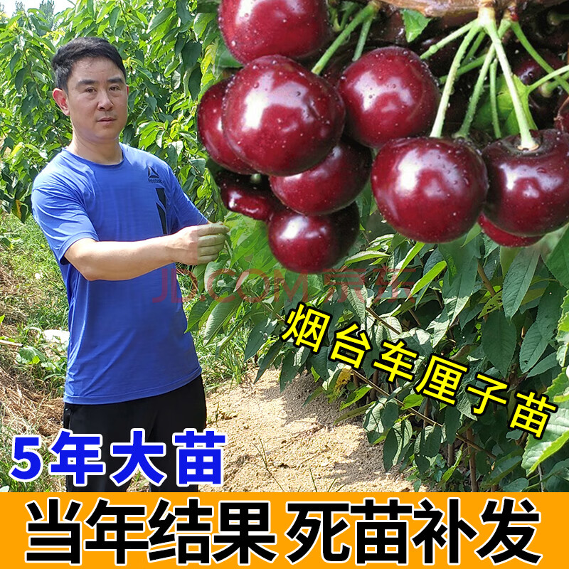 德平烟台大樱桃苗 车厘子树苗 樱桃树苗 嫁接 南方北方 种植盆栽地栽