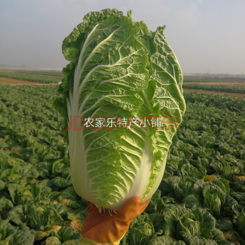 【精选s级】白菜山东大白菜批发蔬菜新鲜农家当季绿色蔬菜青菜包菜