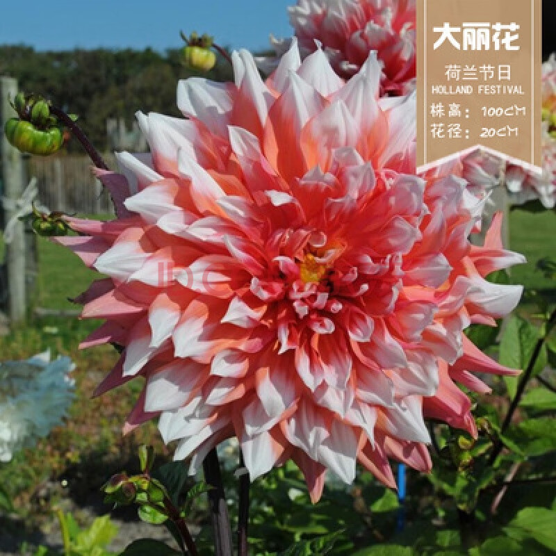 魔月 大丽花球 荷兰花卉 根地瓜花重瓣大丽花种球庭院