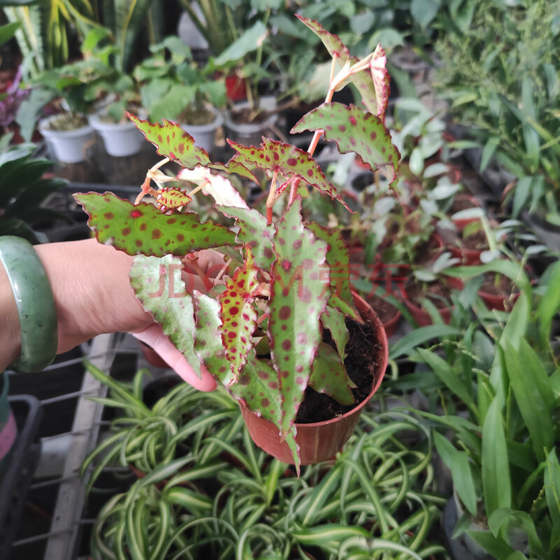 白犀牛黑天鹅海芋萨利安秋刀鱼秋海棠水晶花烛斑马龙鳞海芋秋刀鱼2025