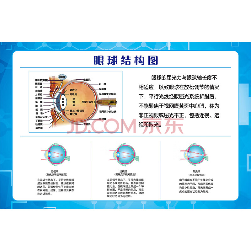 【新年快乐】眼睛眼球结构图眼球解剖图剖面图海报视力眼操挂图展板