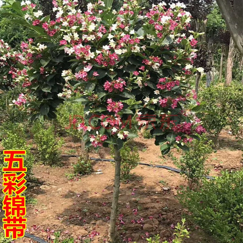 庭院绿化树苗五彩锦带花树苗五彩锦带花苗盆栽地栽观赏花卉苗木红王子