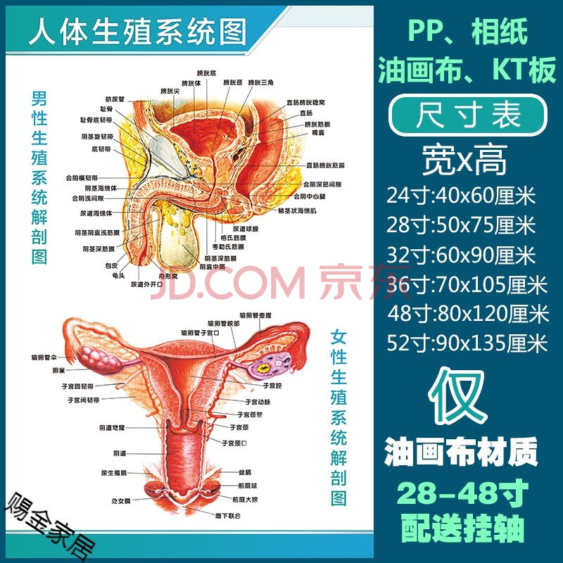 人体解剖彩色学骨骼结构图神经肌肉五脏六腑淋巴示意解刨器官挂图