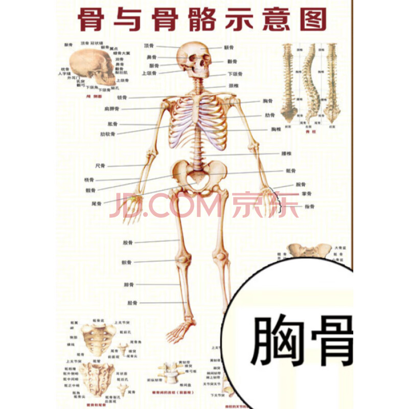 骨骼图全身内脏结构图海报脊柱图解肌肉分布解剖图 油画布--骨与骨骼