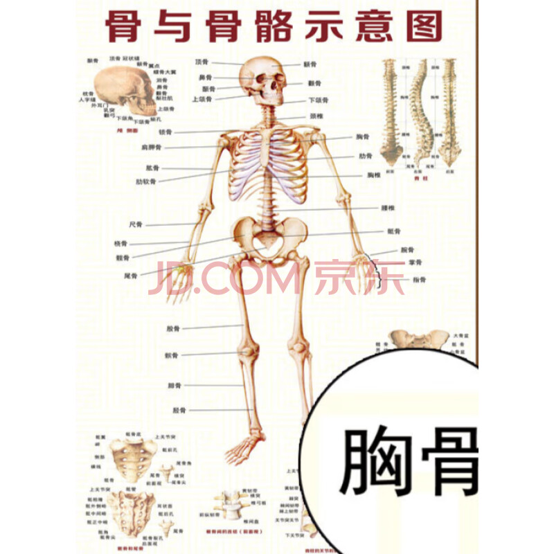 经络穴位图大人体骨骼图全身内脏结构图海报脊柱图解肌肉分布解剖图