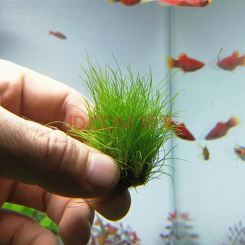 水草造景前景草大全爬地珍珠小红椒迷你皇冠牛毛草椒草活体水草 无菌