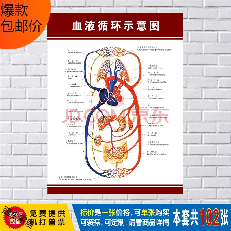 结构解剖大挂图人体器官解剖图示意图海报展板定制 血液循环示意图 90