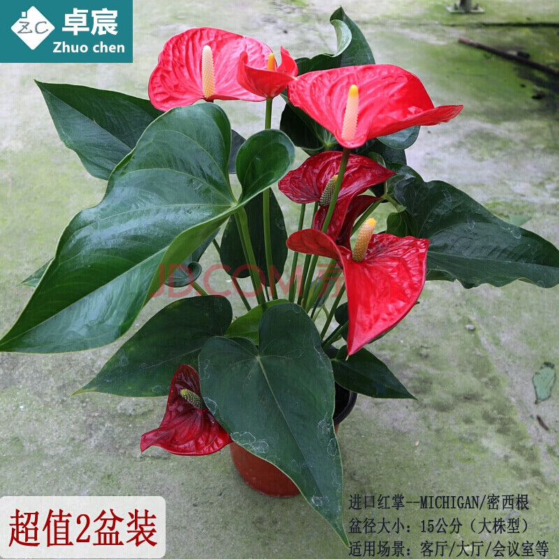 进口红掌植物盆栽室内大盆植株土培水培红掌花四季开花 基地 进口红掌