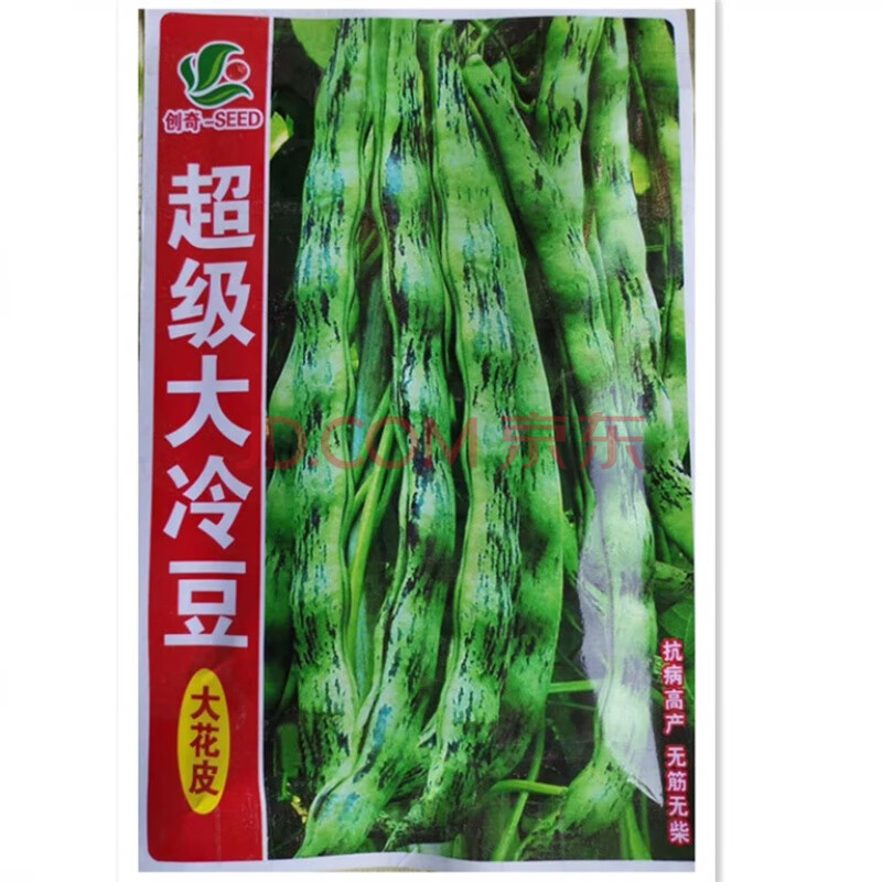 颜集卉八月忙大灰狼豆角 耐寒耐热高产彩色芸豆角种子 秋长芸豆蔬菜