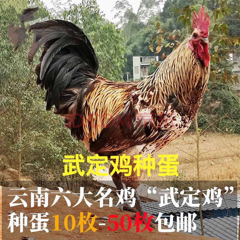 蛋受精蛋土鸡之首壮鸡乌骨鸡高脚毛脚无量山可孵鸡苗 武定鸡种蛋10枚